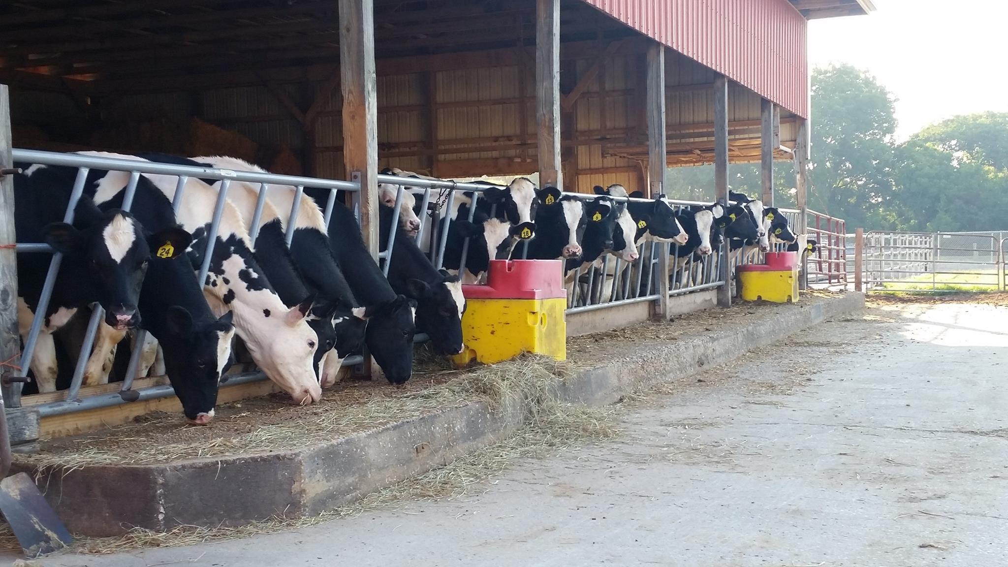 Thrifty King CT1-2000 16271 - Image 4